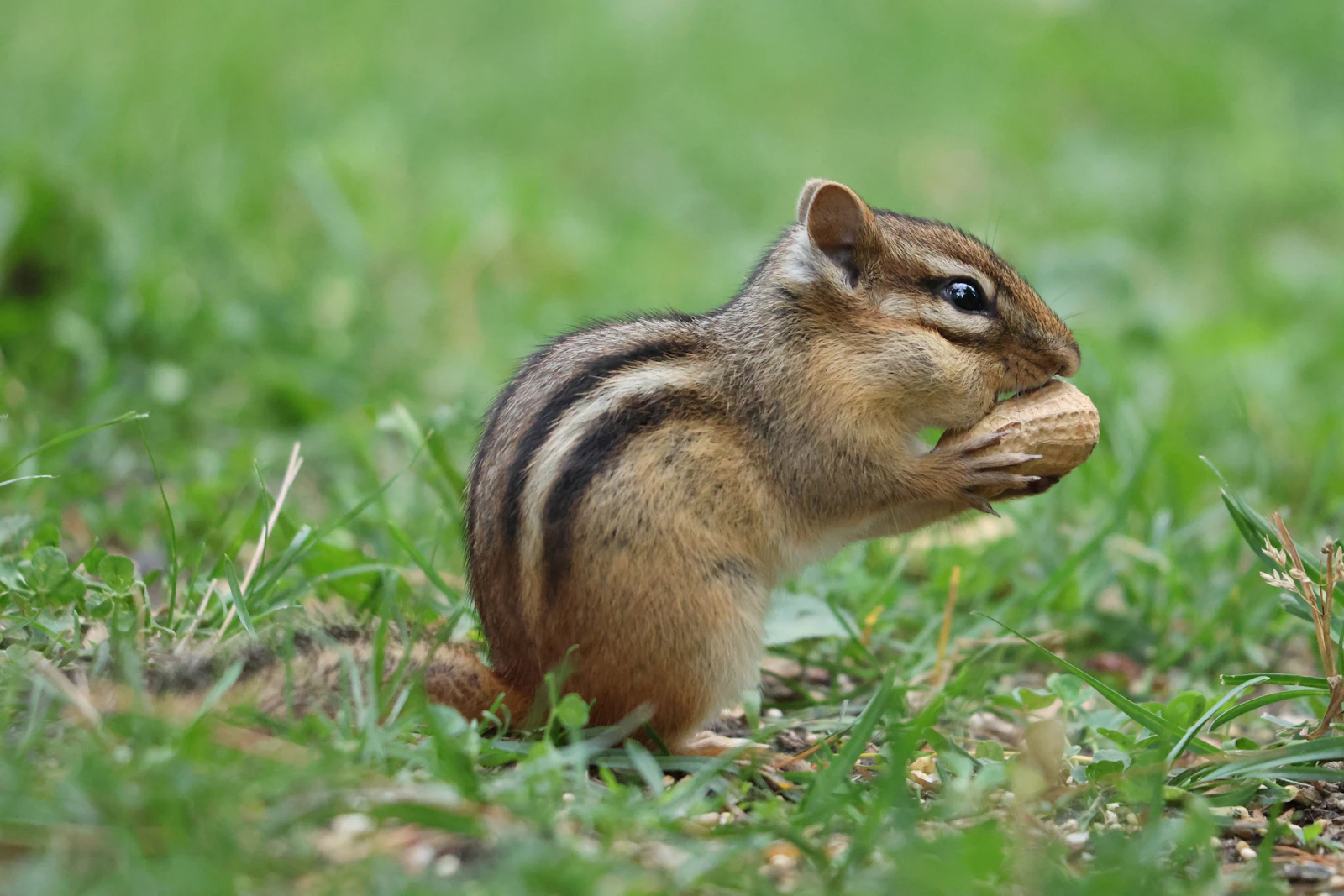 Chipmunk im Garten: Einfach putzig, dieses Streifenhörnchen