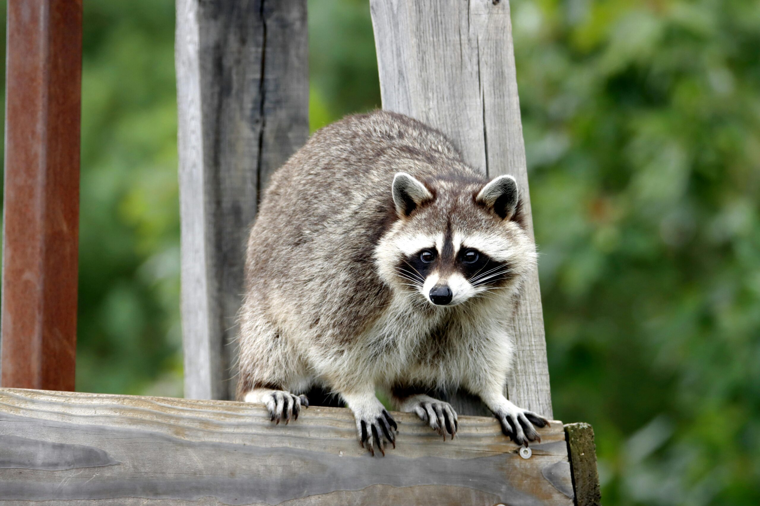 Wie der Waschbär nach Deutschland kam